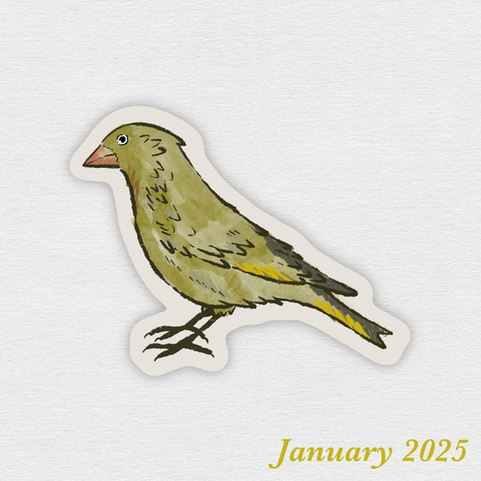 European Greenfinch ✶ January 2025